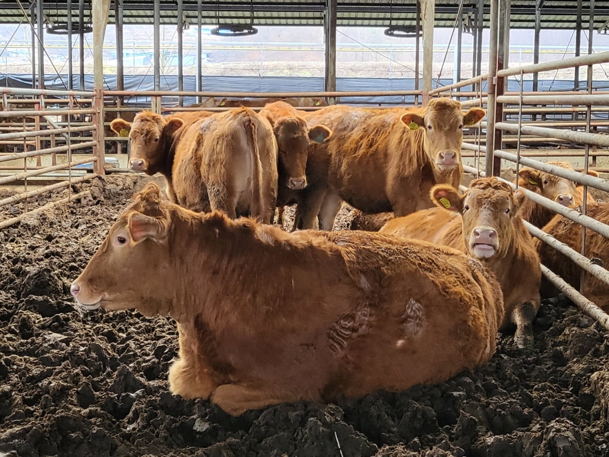 무더운 여름 방목장에서 송아지들과 함께