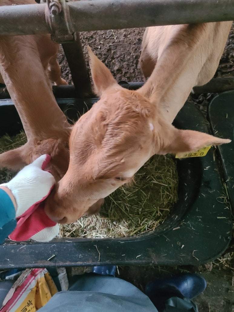 송아지와의 교감